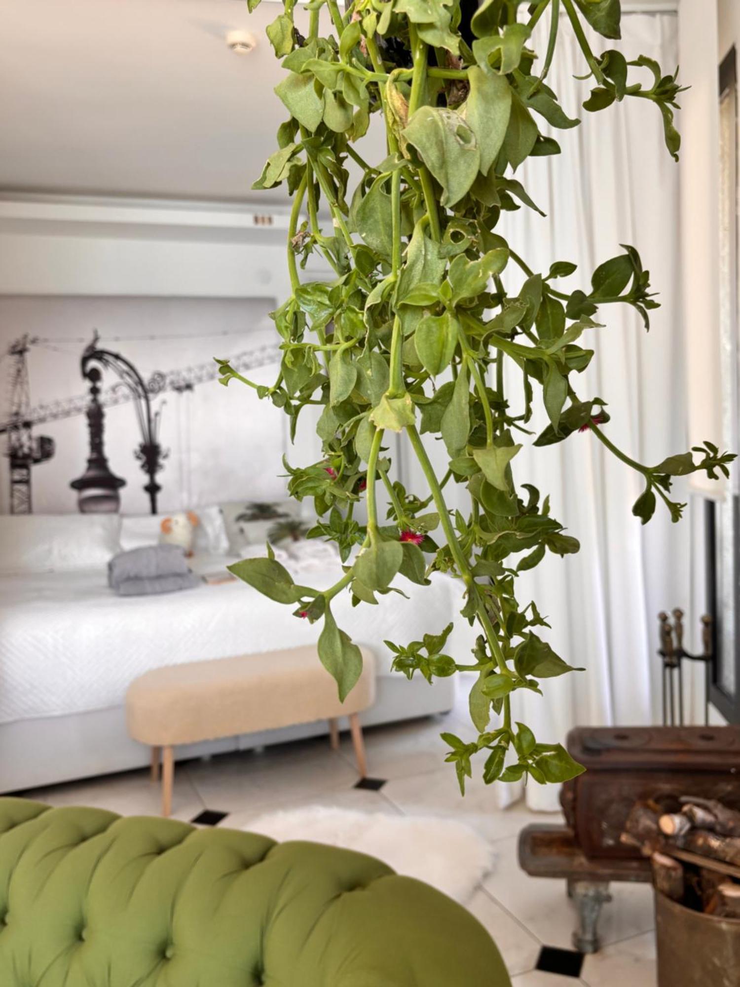 Sato Design Hotel (Adults Only) Cesme Quarto foto